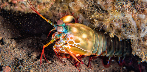How Much Do You Know About Lobsters ProProfs Quiz